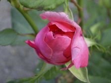RIMG0126