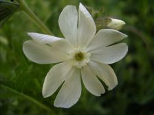 RIMG0296