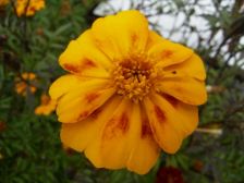 RIMG0753