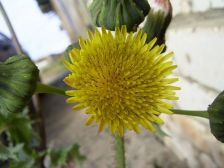 RIMG0855