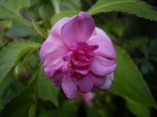 RIMG0861