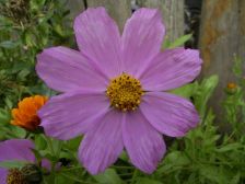 RIMG0862