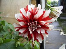 RIMG0865