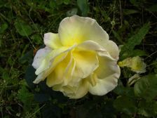 RIMG0878