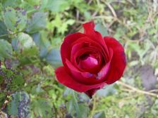 RIMG0879