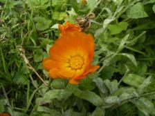 RIMG0882