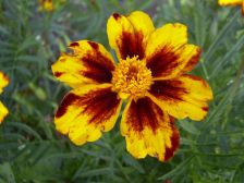 RIMG0884