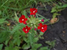 IMGP2896