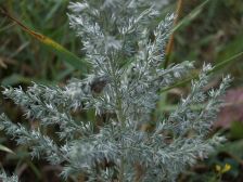 IMGP2948