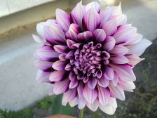 IMGP2971