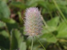 IMGP3067