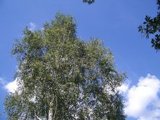 IMGP3170