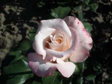 IMGP1794