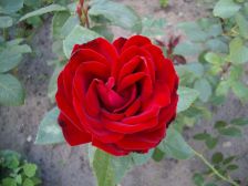 IMGP1796