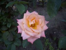 IMGP1797