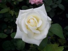 IMGP2189