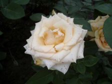 IMGP2190