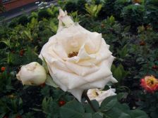 IMGP2199