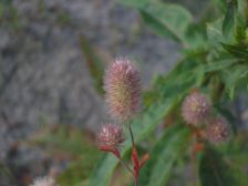 IMGP2298
