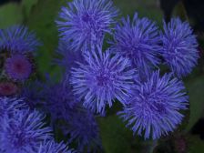 IMGP0663