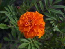IMGP0664
