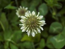 IMGP0697