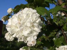 IMGP0735