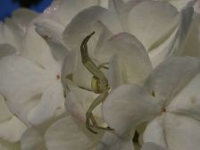 IMGP0736