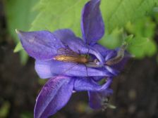 IMGP0739