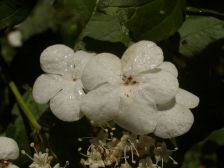 IMGP0742