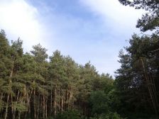 IMGP0991
