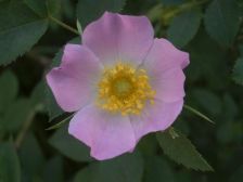 IMGP1069