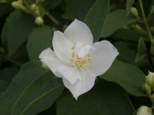 IMGP1141