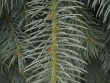 IMGP1242