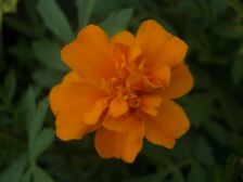 IMGP1244