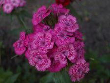 IMGP1265