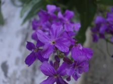 IMGP1273