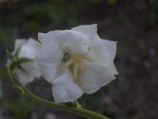 IMGP1279