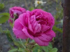 IMGP1284