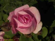 IMGP1288