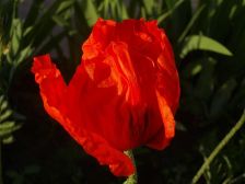IMGP1295