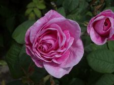 IMGP1304
