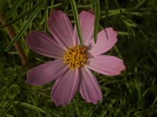 IMGP1387