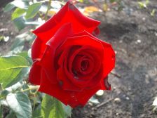 IMGP1395