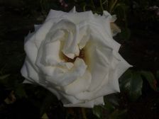 IMGP1397