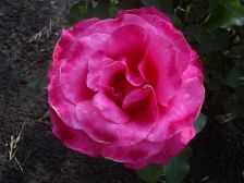 IMGP1399