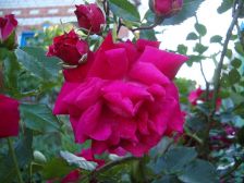 IMGP1457