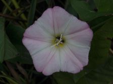 IMGP1545