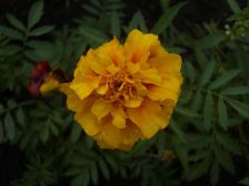 IMGP1618