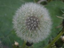 IMGP0084